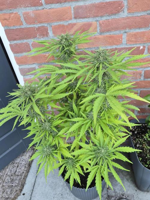 Auto Kerosene Krash. Week 10