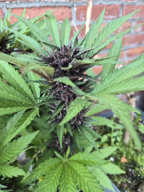Red Tropicana Autoflower. Week 11