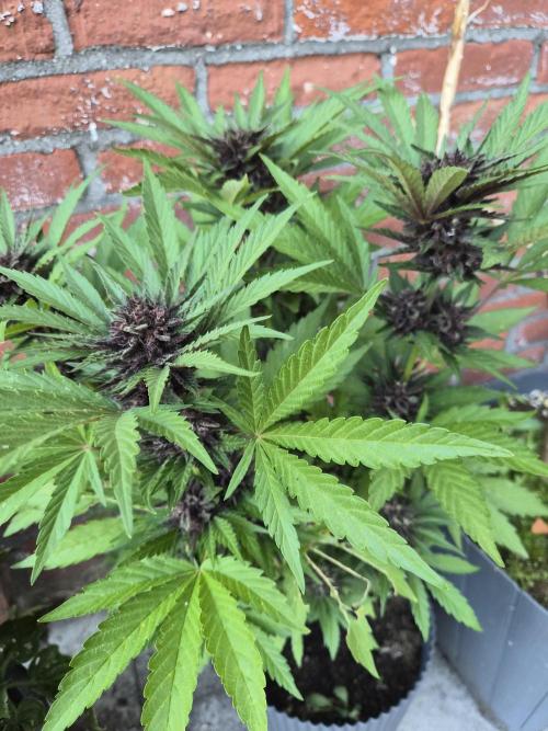 Red Tropicana Autoflower. Week 11