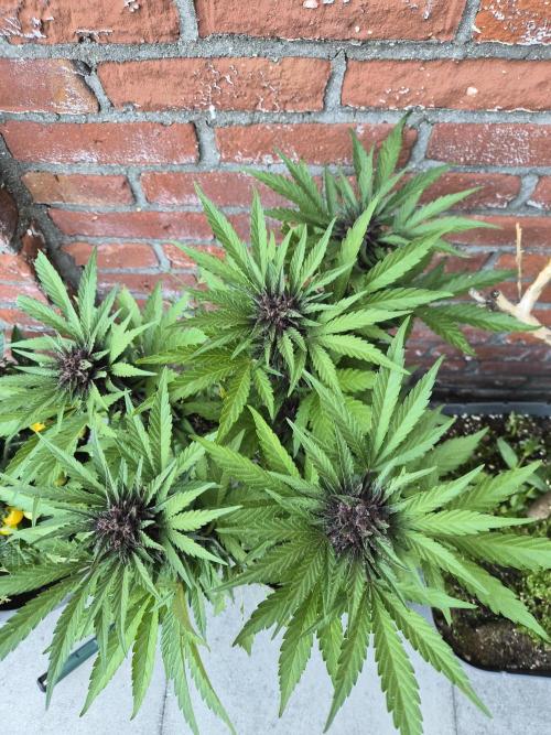 Red Tropicana Autoflower. Week 11
