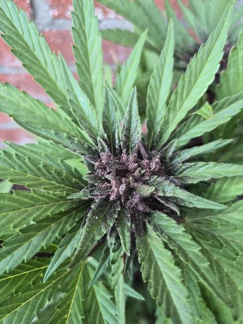 Red Tropicana Autoflower. Week 11