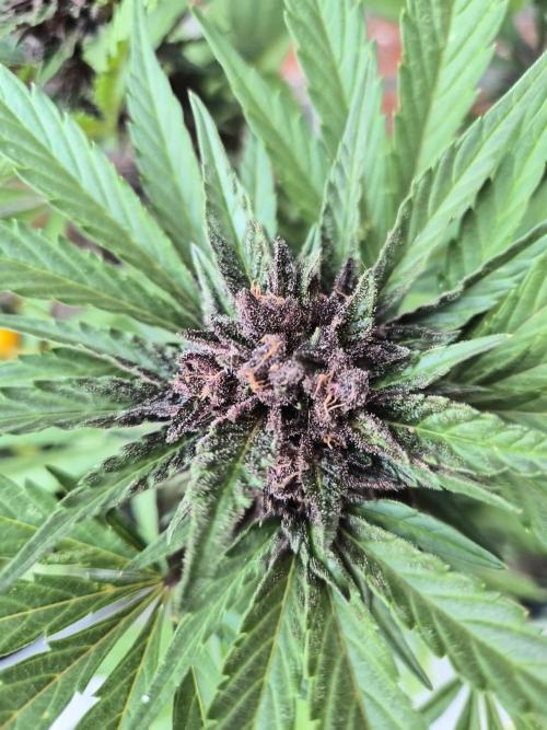 Red Tropicana Autoflower. Week 11