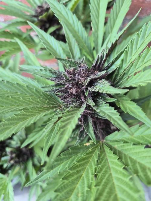 Red Tropicana Autoflower. Week 11