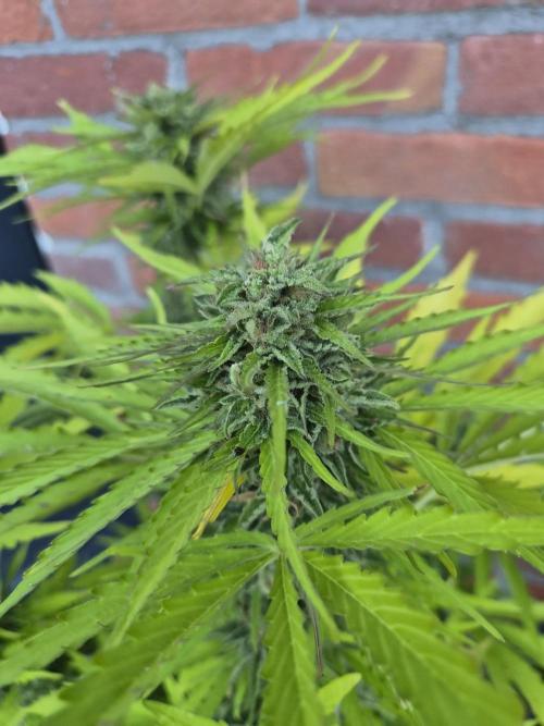 Kerosene Krash Autoflower. Week 11