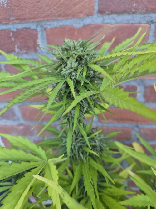 Kerosene Krash Autoflower. Week 11