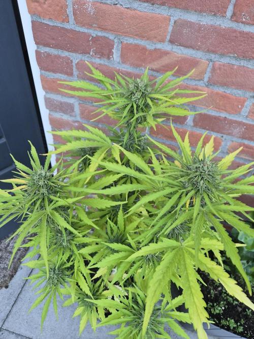 Kerosene Krash Autoflower. Week 11