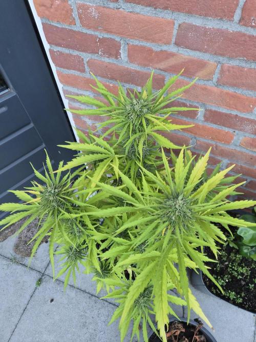Kerosene Krash Autoflower. Week 11