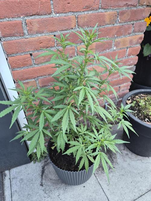 Gorilla Zkittlez Autoflower. Week 4