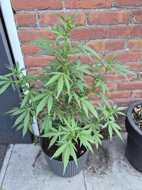 Gorilla Zkittlez Autoflower. Week 4