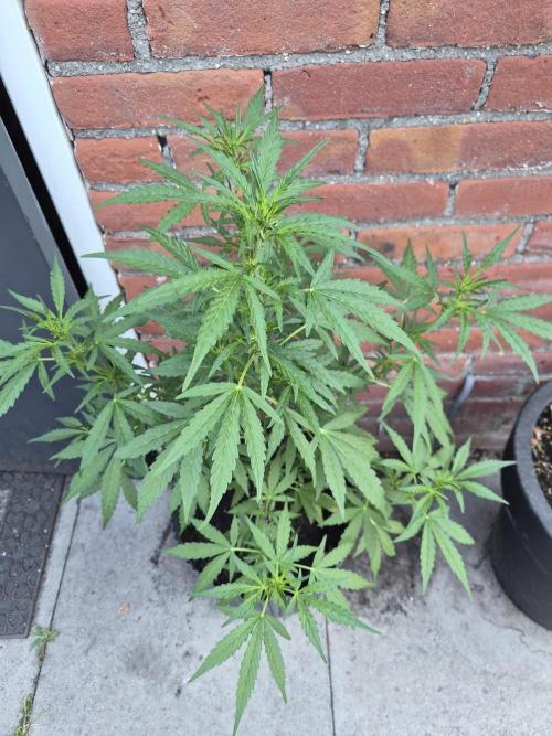 Gorilla Zkittlez Autoflower. Week 4