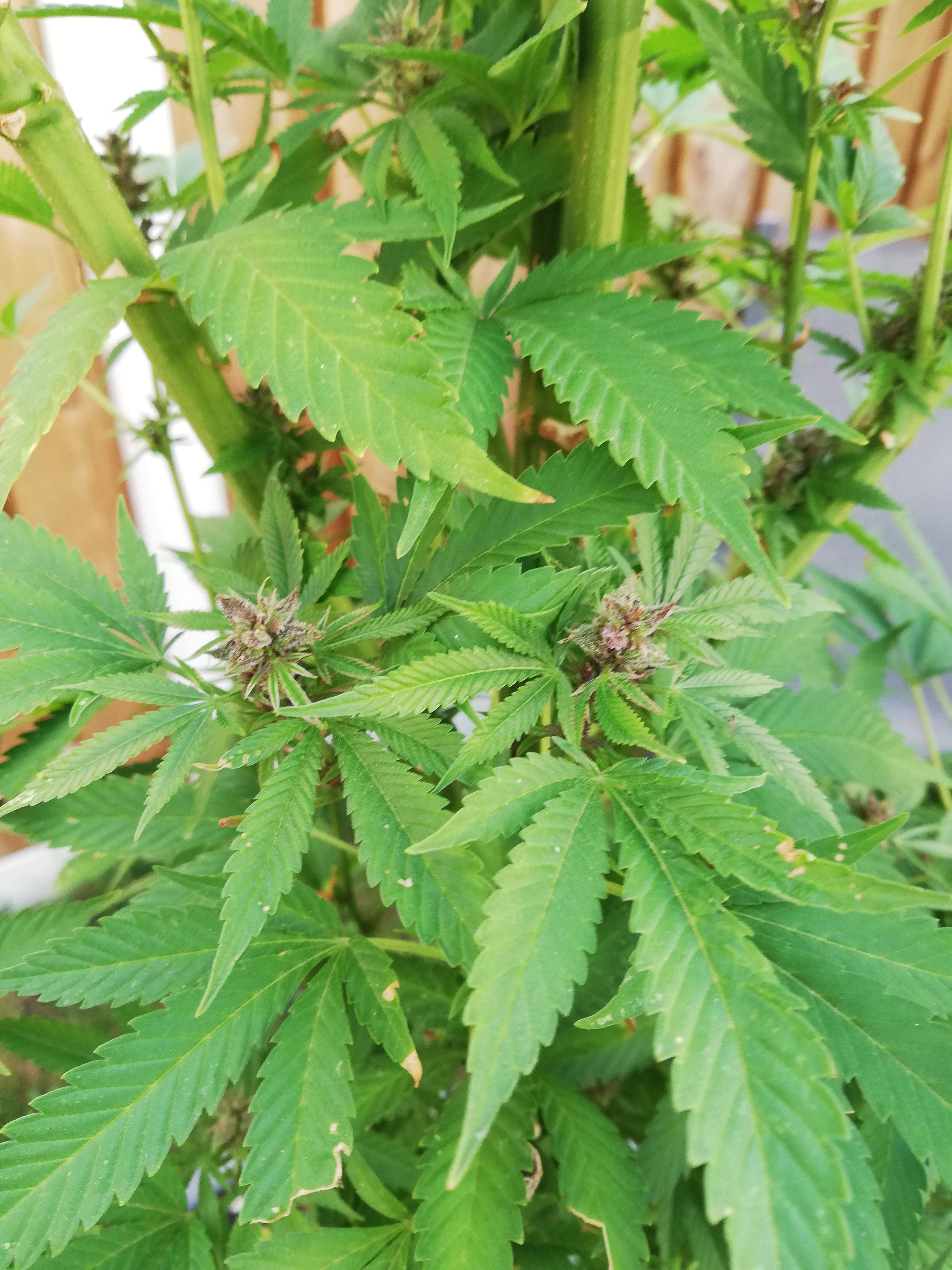 Dutch Passion Durban Poison grow diary (journal) harvest23 by GrowDiaries