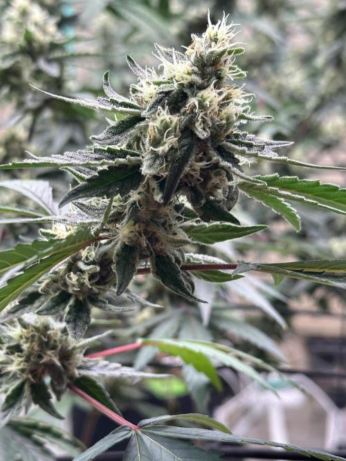 Let’s get it.. Week 6