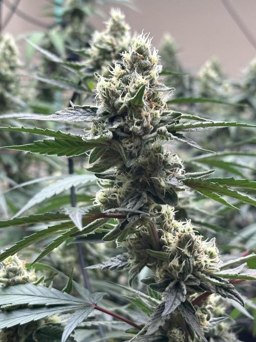 Let’s get it.. Week 6