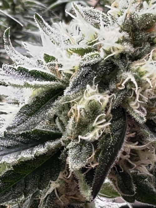 Let’s get it.. Week 6