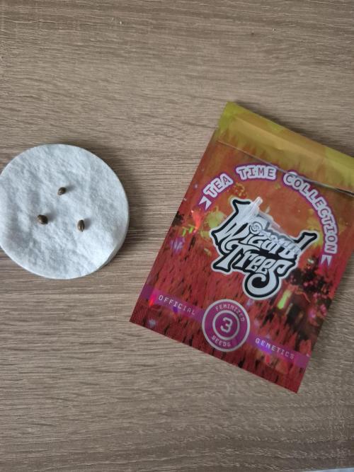 Wizard Trees and Barney's Farm. Week 0