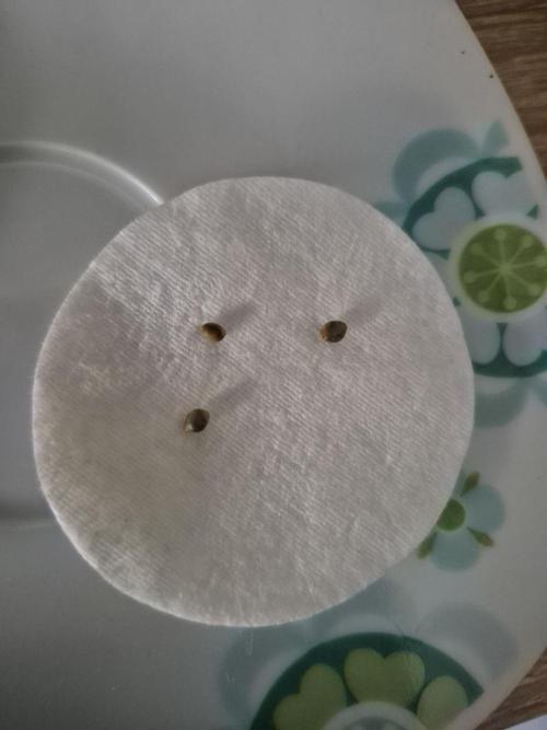 Wizard Trees and Barney's Farm. Week 0