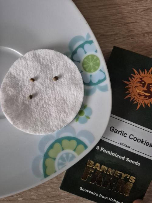 Wizard Trees and Barney's Farm. Week 0