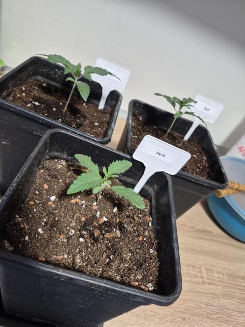 Wizard Trees and Barney's Farm. Week 1
