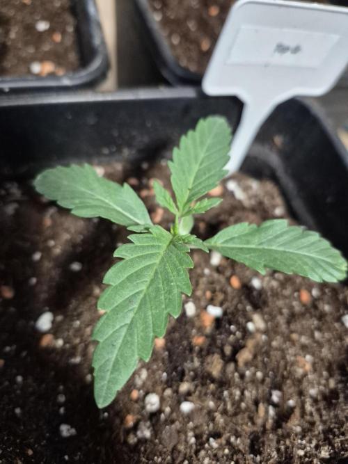 Wizard Trees and Barney's Farm. Week 1