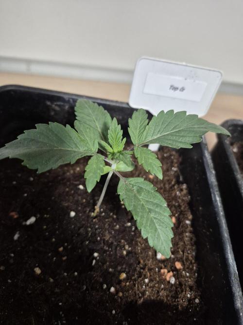 Wizard Trees and Barney's Farm. Week 1