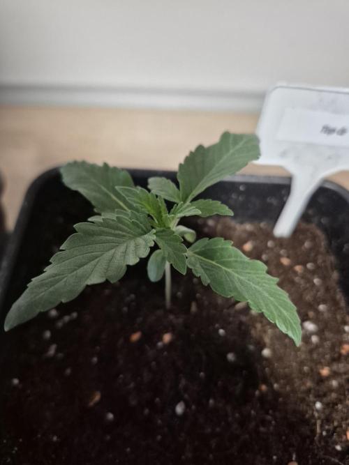 Wizard Trees and Barney's Farm. Week 1