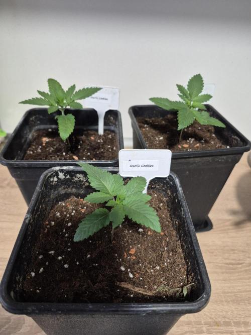 Wizard Trees and Barney's Farm. Week 1