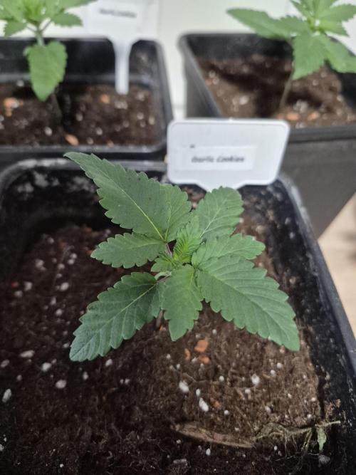 Wizard Trees and Barney's Farm. Week 1