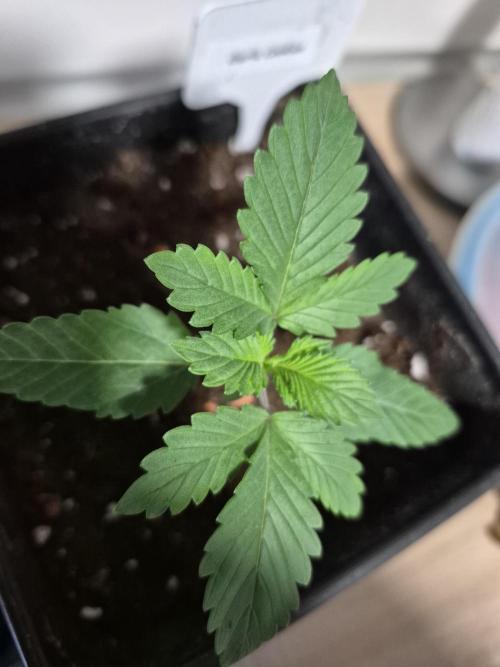 Wizard Trees and Barney's Farm. Week 1