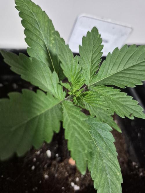 Wizard Trees and Barney's Farm. Week 1