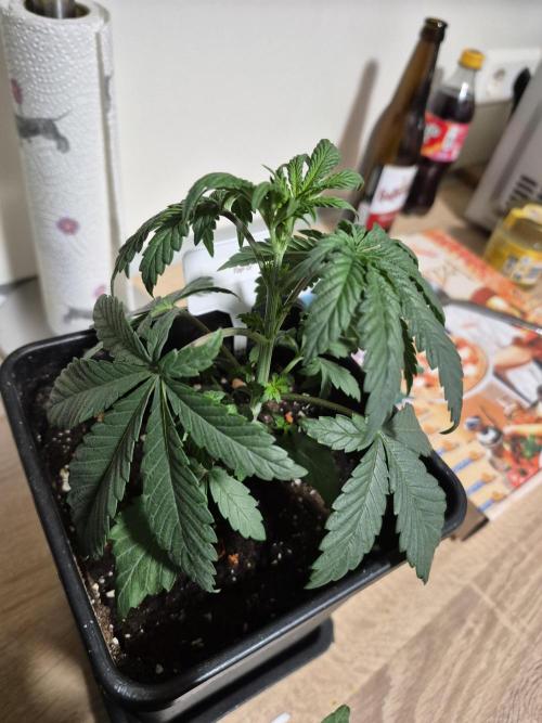 Wizard Trees and Barney's Farm. Week 2