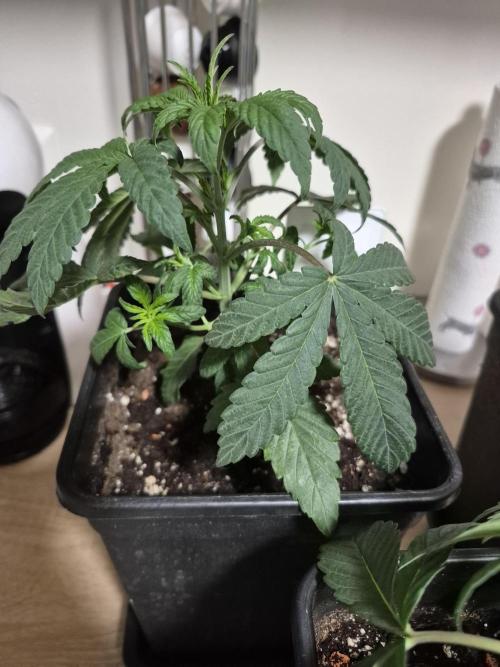 Wizard Trees and Barney's Farm. Week 2
