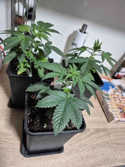 Wizard Trees and Barney's Farm. Week 2