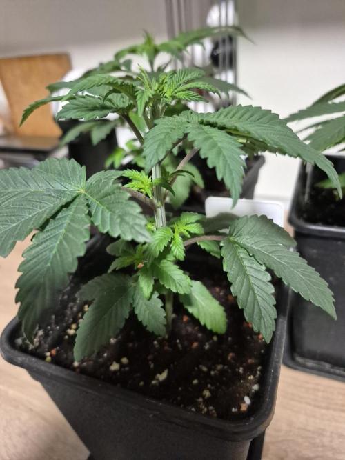 Wizard Trees and Barney's Farm. Week 2