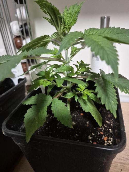 Wizard Trees and Barney's Farm. Week 2