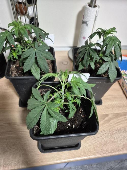 Wizard Trees and Barney's Farm. Week 2 - Top G