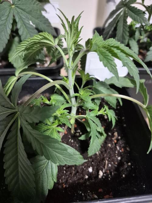 Wizard Trees and Barney's Farm. Week 2 - Top G