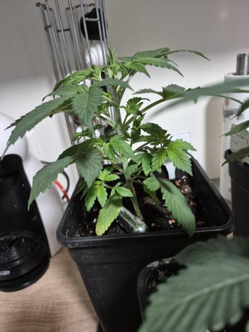 Wizard Trees and Barney's Farm. Week 2 - Garlic Cookies 