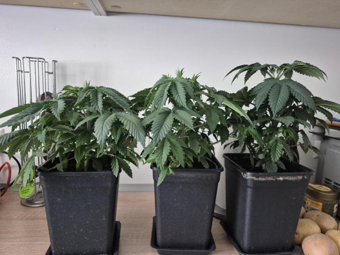 Wizard Trees and Barney's Farm. Week 3 - Garlic Cookies 