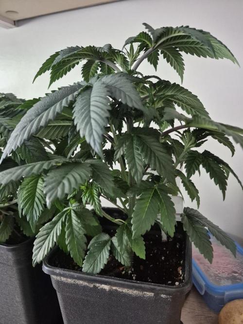 Wizard Trees and Barney's Farm. Week 3 - Garlic Cookies 