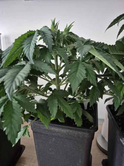 Wizard Trees and Barney's Farm. Week 3 - Garlic Cookies 