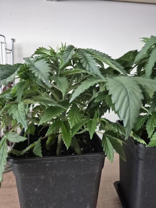 Wizard Trees and Barney's Farm. Week 3 - Garlic Cookies 