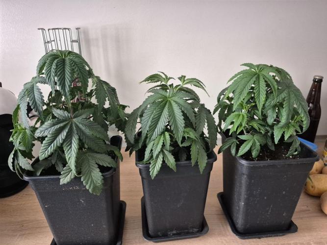 Wizard Trees and Barney's Farm. Week 3 - Top G