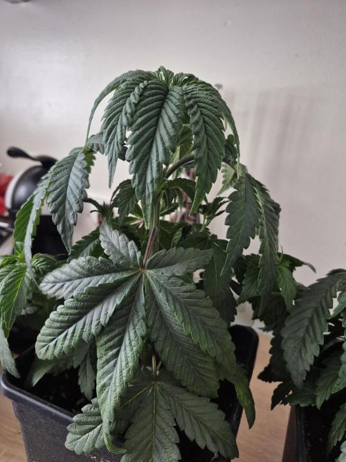 Wizard Trees and Barney's Farm. Week 3 - Top G