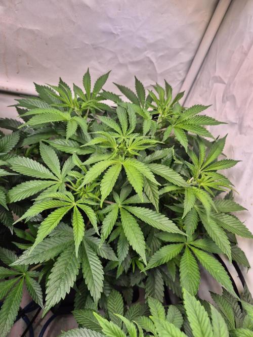 Wizard Trees and Barney's Farm. Week 4 - Garlic Cookies 