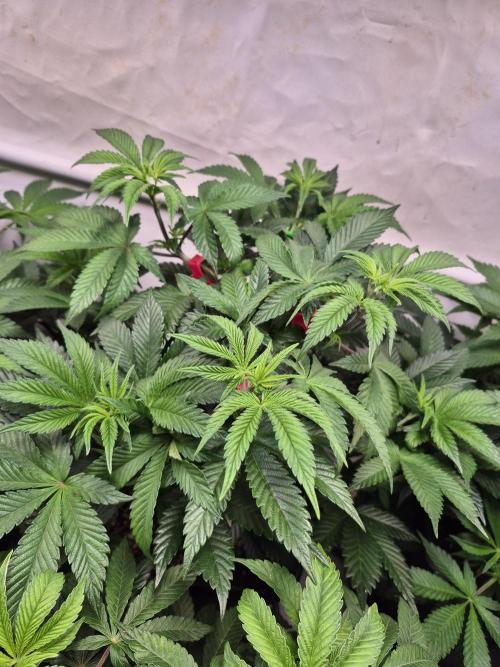 Wizard Trees and Barney's Farm. Week 4 - Garlic Cookies 