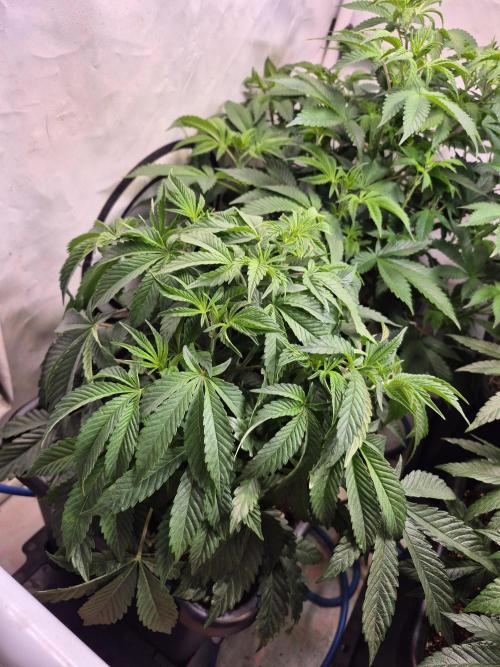 Wizard Trees and Barney's Farm. Week 4 - Top G 