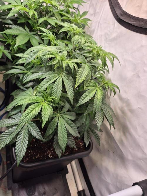 Wizard Trees and Barney's Farm. Week 4 - Top G 