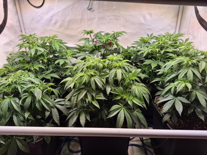 Wizard Trees and Barney's Farm. Week 4 - Overview