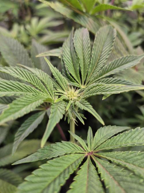 Wizard Trees and Barney's Farm. Week 8 - Top G