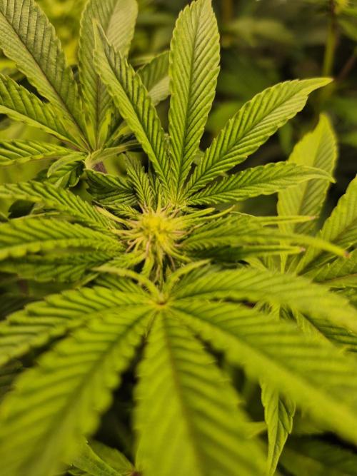 Wizard Trees and Barney's Farm. Week 8 - TOP G